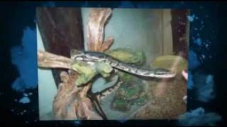 Ball Python Love At First Sight