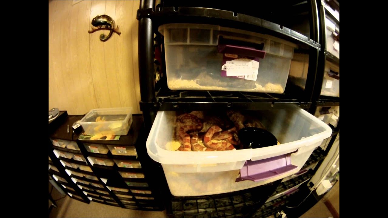 sunkissed copper A couple of 2012 corn snake breedings