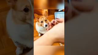 Funny dog videos 🤣🤣 episode 54 #shorts