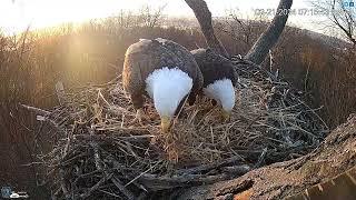 Hanover Pa Live Streaming Bald Eagle Nest Webcam Hdontap Com Mozilla Firefox 2024 02 21 07 13 4