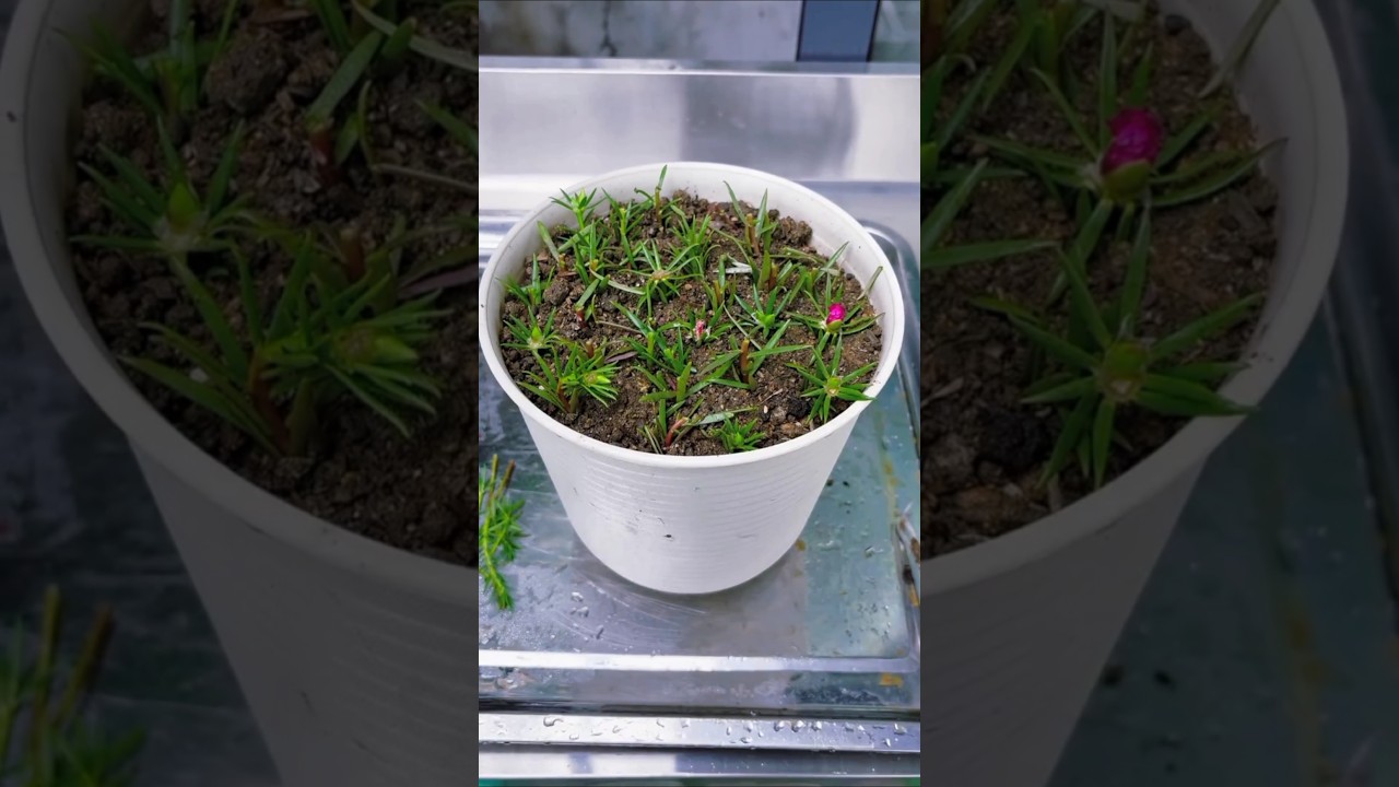 Skills cutting method plant portulaca flower #shorts #viralvideo #garden #diy