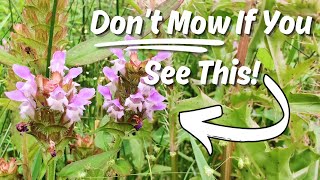 When You See This Purple Flower You Know You’ve Found a POWERFUL Medicinal Plant