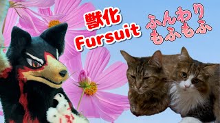 【Fursuit/獣化#161】水曜のもふもふタイム🐶🐾【ジュージュー/JuuJuu】#fursuit #獣化 #FurryVtuber #ケモV #furry