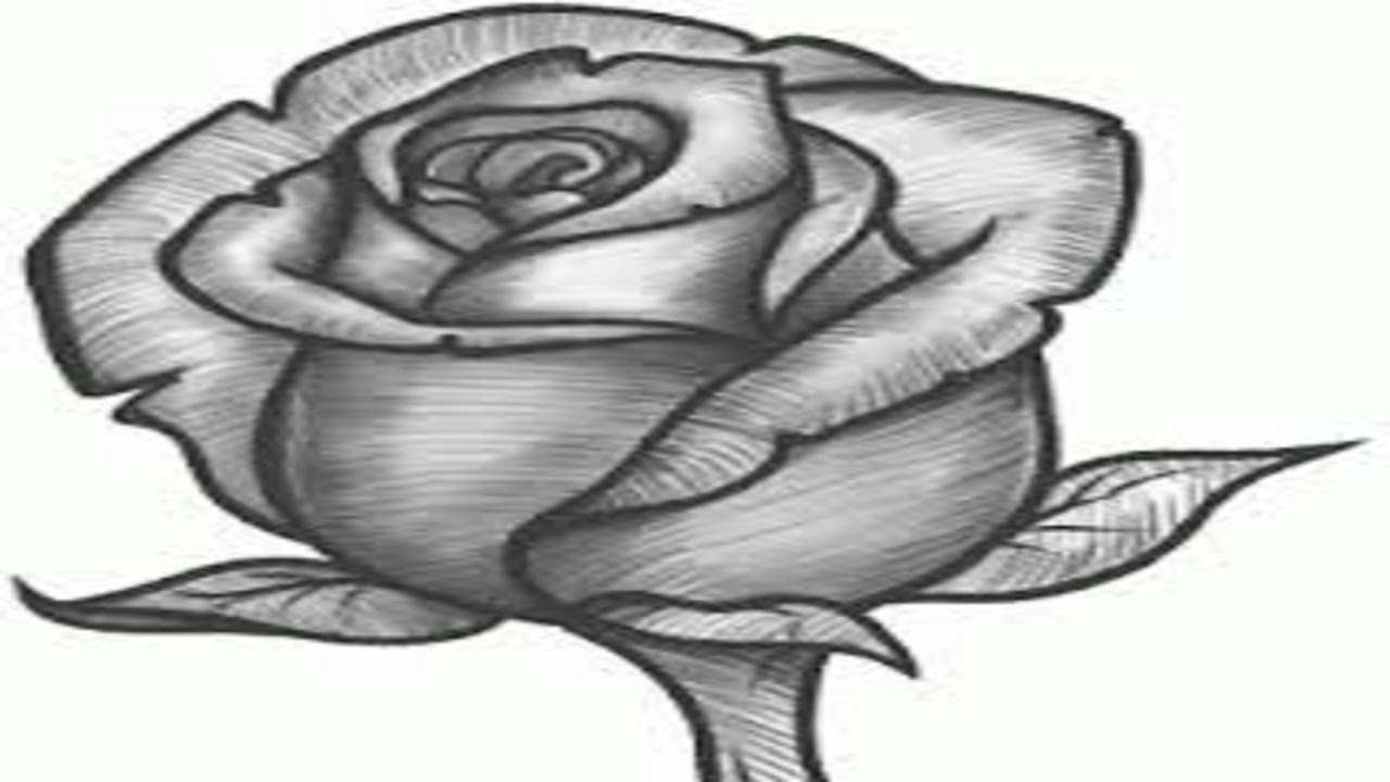 رسم الورد بالرصاص Al Ilmu 12