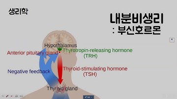 내분비생리 : 부신호르몬