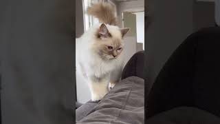 Birman Cat❤Il Breeds Of Cats #catlover #catsofyoutube #birmancat #breedsofcats #catshorts #catbreed