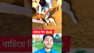 বাচিয়ে নিল 😱🫣😲 #tranding #viral #snake #attack #youtubeshorts
