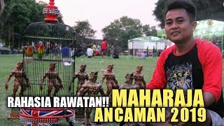 Jogja Supremacy Special: TREATMENT SECRET!! Lovebird MAHARAJA ENTACHAM 2019