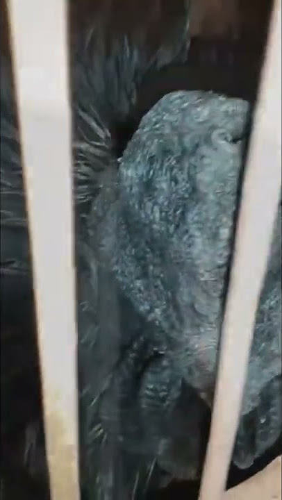 Ayam Cemani Balik Sumpah Media Tolak Sihir #shorts #unik #cemani