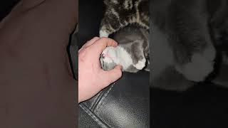 Top 3 Reasons To Have A Gray And White Kitten