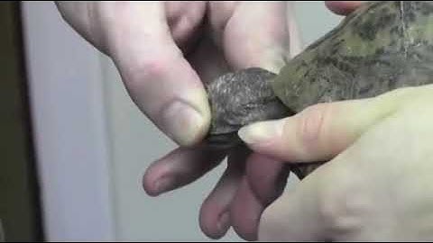 Collect of blood in Tortoise | Veterinary dr | Exotic Vet