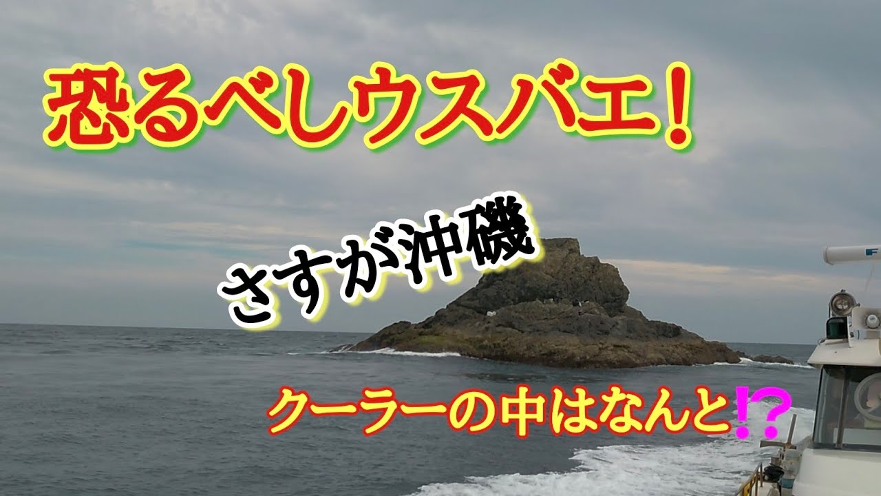 恐るべし深島ウスバエ！！こんなに釣れるとは！