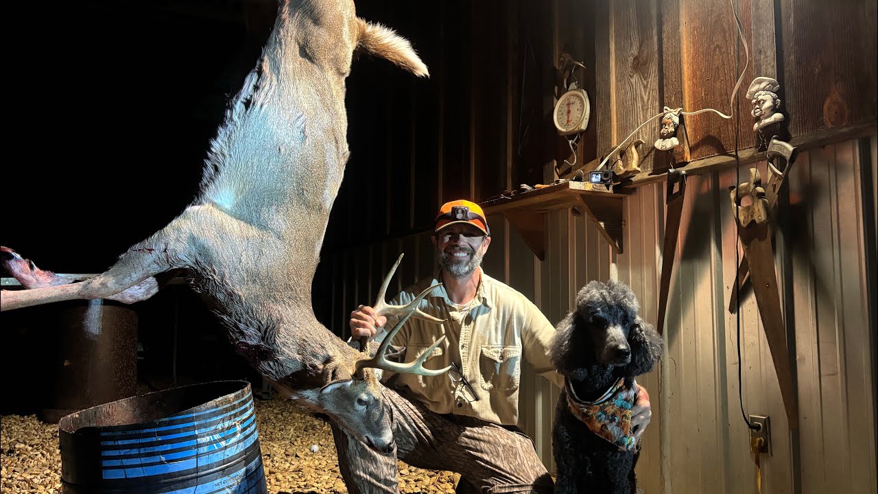 “Buck Down in The Clear Cut”