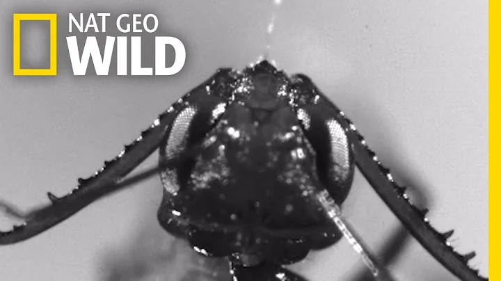 'Monster' Ants Attack Prey Faster Than the Blink Of an Eye | Nat Geo Wild