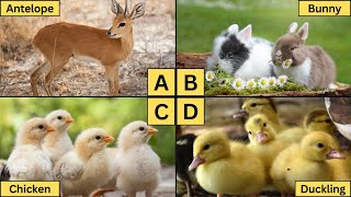 ABC Baby Animals for Kids| Spell and Discover Exciting Creatures A-Z!