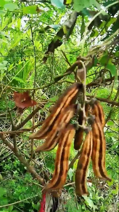 woww Tanaman Di Takuti..!!! banyak orang..(tanaman Rawe, bulu gatal beracun)