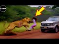 35 SHOCKING When Animals Go On A Rampage! Interesting Animal Moments CAUGHT ON CAMERA #2