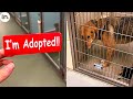 Shelter Dogs Reactions to Being Adopted
