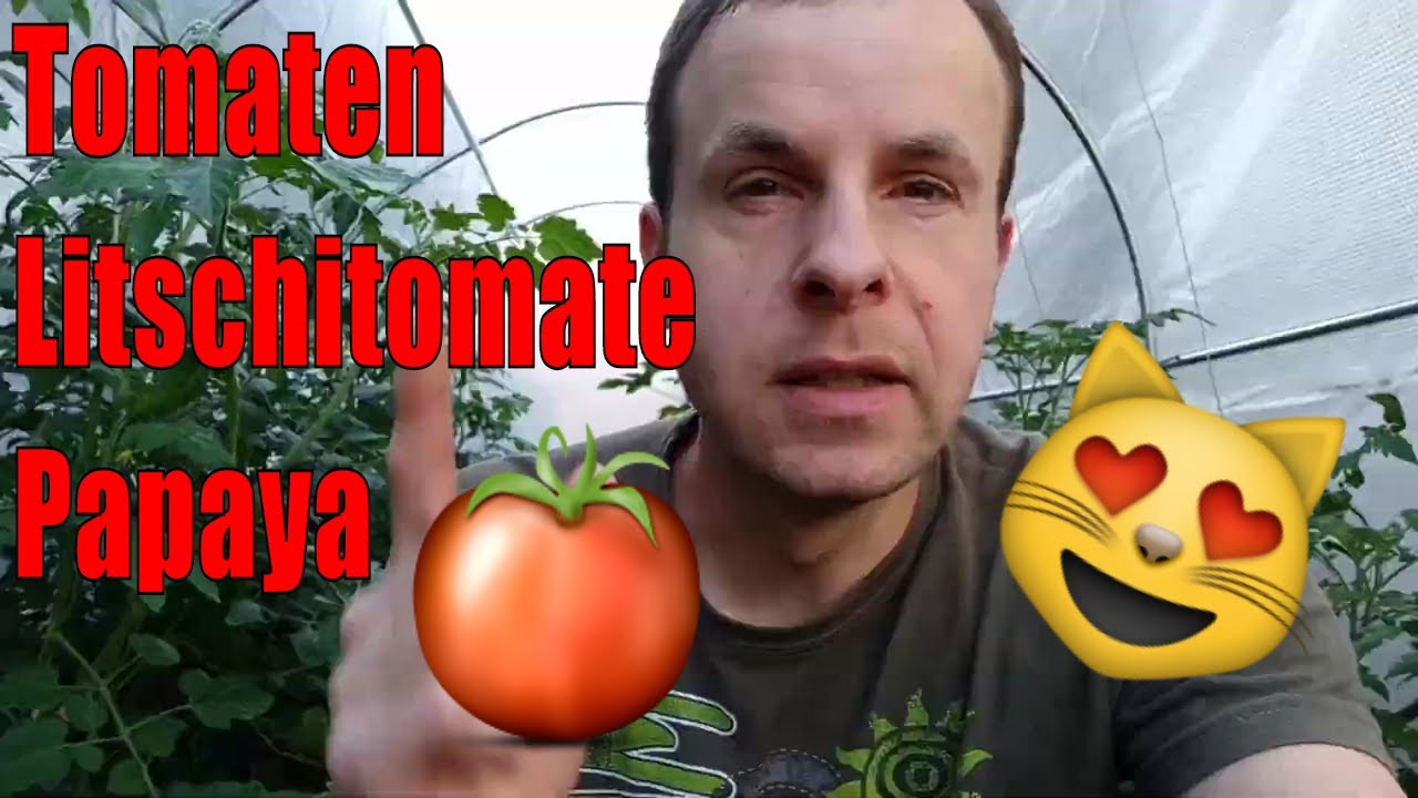 Tomaten im Gewächshaus: Diese Blüten werden jetzt zu Früchten