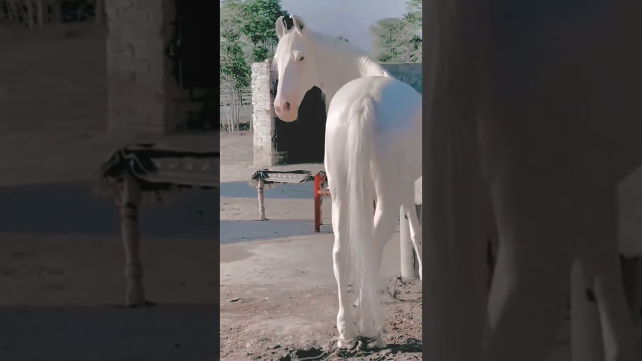 white colour horse 🐴 ghoda safide colour 🐴🐴🐴🐴 