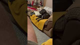 Annoyed Cane Corso Growls At His Own Reflection On TV Screen