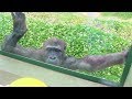 自由奔放女子 アニー 28 Free spirit girl Annie Gorilla