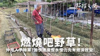 蕉徑唐生示範噴火式燒草器