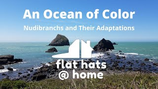 An Ocean of Color