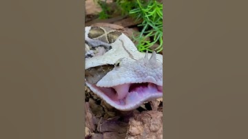 Bị rắn cắn, ông chú được 2 thanh niên giúp và cái kết P1 | Lê Long An #shorts