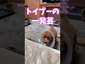 トイプードル　レオの一発芸　笑ってやってください🤣