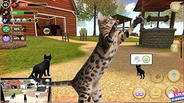Cat Simulator 2020 #11 Cat Sim Online Game - Play with Cat Clan Pet Simulator 2020 Android Gameplay
