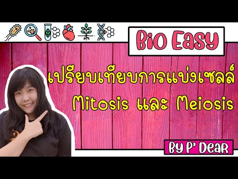 ความแตกต่างของการแบ่งเซลล์ Mitosis และ Meiosis II