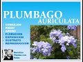 PLUMBAGO AURICULATA, JASMIN DEL CABO, JASMIN DEL CIELO, EMBELESO, CELESTINA