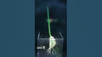 Half Garlic Clove in Soil Time Lapse
