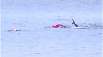 8 keer dat kajakkers met de verkeerde haaien in zee gingen