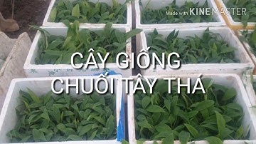 Cung cấp giống chuối tây thái lan - Giao hàng toàn quốc