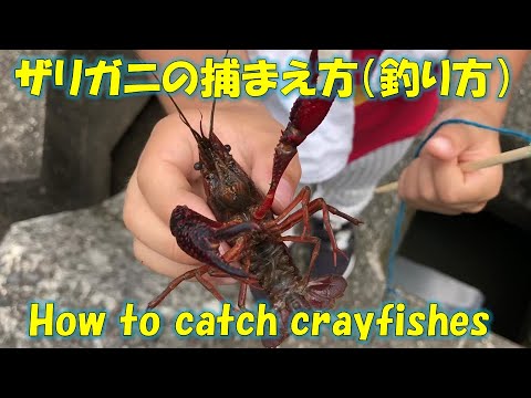 超簡単 ザリガニ釣り 捕まえ方 居場所 How To Catch Crayfishes エサ 餌 だーはるチャンネル 池 沼 Youtube