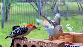 Surprise Ending: Small Woodpecker Takes on Big Dove