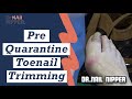 Pre-Quarantine Toenail Trimming - Dr Nail Nipper (2020)