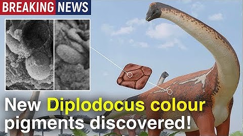 EXCLUSIVE: Evidence of Sauropod Colour Patterning and Exceptional Skin Preservation