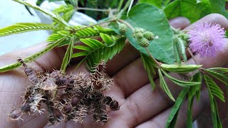 छुई मुई. लाजवंती शर्मीली पौधे की बीज को कैसे चुनें/how to collect seeds from chui mui plants.