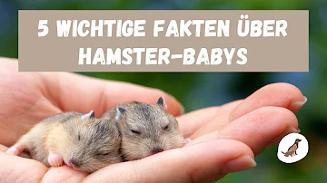 Wie kümmert man sich um Baby Hamster?