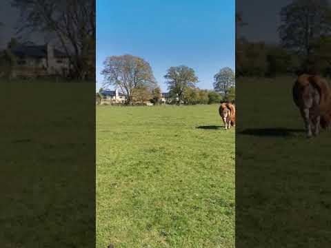 Magnus the limousin