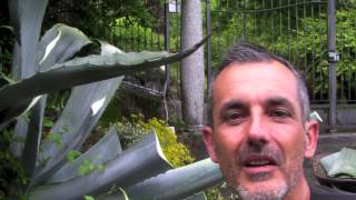 Giardinaggio fai da te: come tagliare un agave gigante