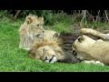 Lion & lioness acting cute - @ Knowsley Safari Park