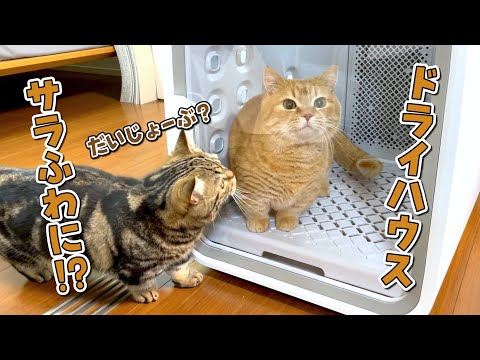 話題のドライヤーハウスにドライヤー苦手の愛猫を入れてみたらこうなりました！