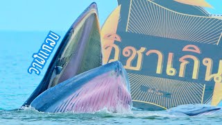 สารคดี วิชาเกินสัตว์โลก [season4] ep.13 วาฬ(น)หย่ายยยยย! #วาฬ #ปลาวาฬ