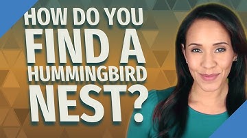 How do you find a hummingbird nest?