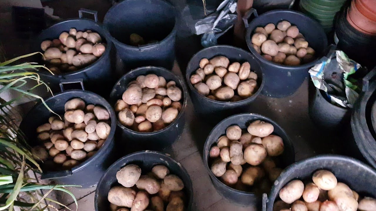 Allotment Days 87 Maincrop Potato Harvest. YouTube