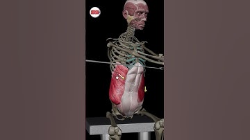 Unlock the Power of Trunk Rotation! 🌀